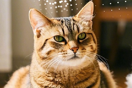 猫咪多大可以打疫苗？