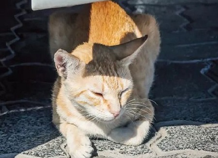 猫咪的鼻子变色是什么原因？