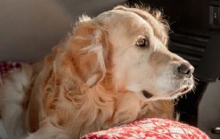 该不该给狗狗吃骨头？