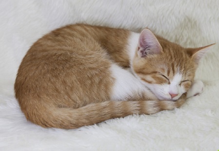 猫咪几个月打疫苗？