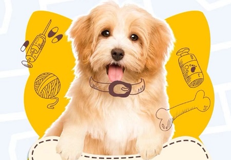 狗狗掉毛的主要原因及处理方法