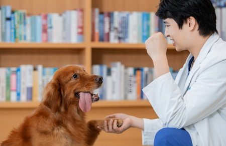 为什么狗肚子皮肤变黑了？