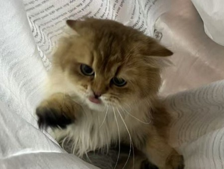 怎么判断猫咪有眼线虫？