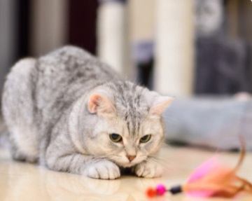 猫咪干呕吞咽怎么回事？