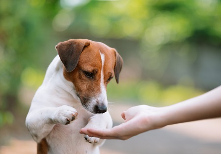 狗狗睾丸发炎肿大吃什么药？