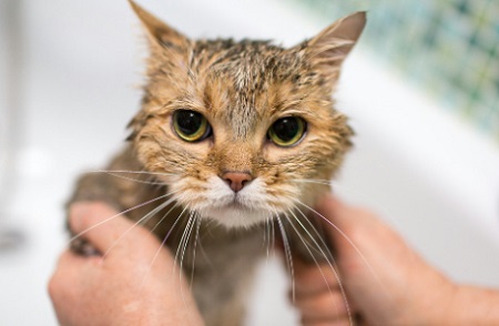 猫咪尿血怎么回事？