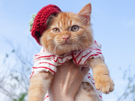 猫咪眼眶发红是什么原因？