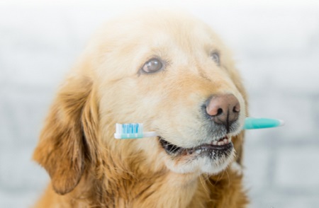 狗狗脸肿了怎么办？