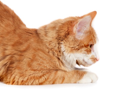 猫咪身上有虱子怎么办？