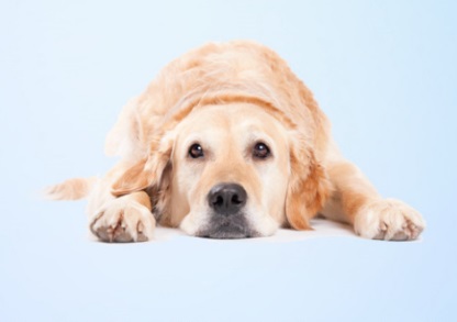 狗耳朵有一个个小洞是什么？