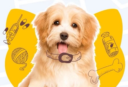 小狗拉稀带血，怎么办？