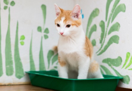 猫咪鼻塞眼睛有分泌物