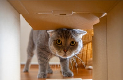 猫咪肠道异物手术后伤口感染