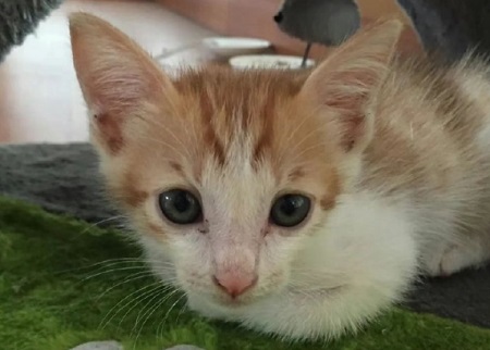 猫咪吃了化毛膏会吐吗？