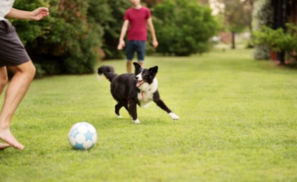 狗狗尾巴掉毛露出肉皮