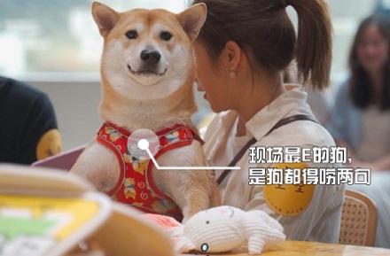 狗狗发烧没有精神，怎么办？