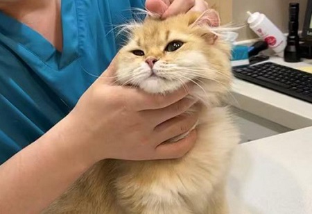 猫咪从高处摔下，怎么办？