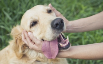 狗狗换牙期间食欲不好正常吗？