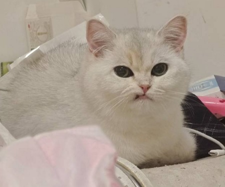 猫咪打喷嚏且发抖是什么情况？