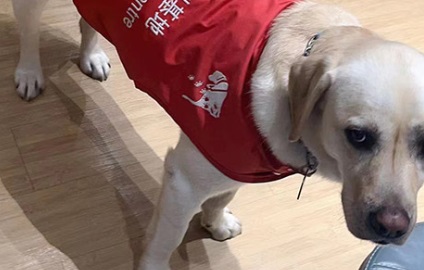 狗狗驱虫后没精神还呕吐