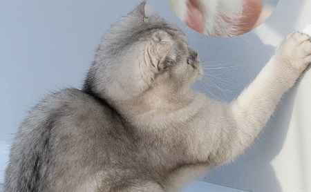 猫咪经常流口水是什么原因？