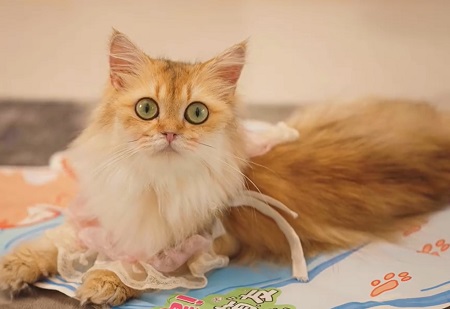 猫咪着凉后拉稀呕吐怎么办？