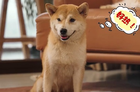 狗狗从高处摔下来腿一瘸一拐