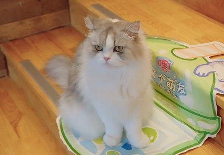 猫咪眼睛有红血丝，怎么回事？