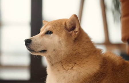 狗狗咳嗽声音很粗很重