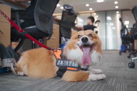 狗肚子咕噜咕噜响咋回事？