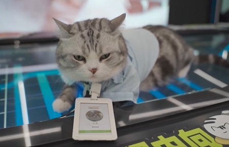 猫咪多大可以绝育？