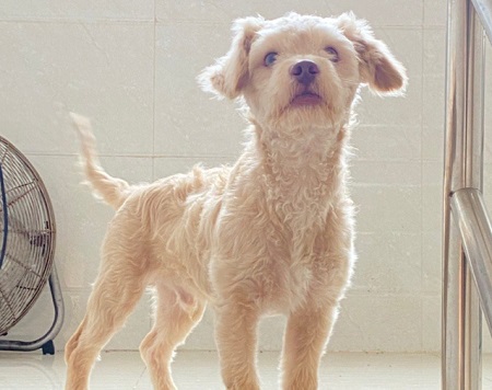 狗狗没精神不吃东西一直趴着