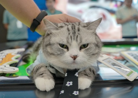 幼猫眼睛睁不开有分泌物怎么办？