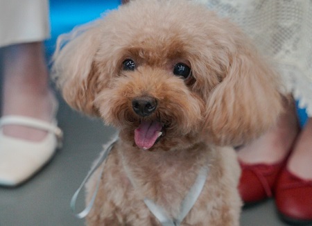 狗肚子有虫子严重表现