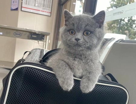 猫口炎可能自愈吗？