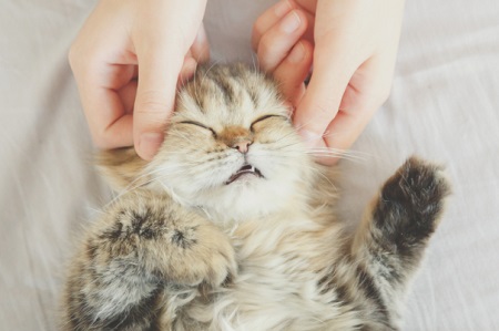 猫咪越来越瘦是怎么回事？