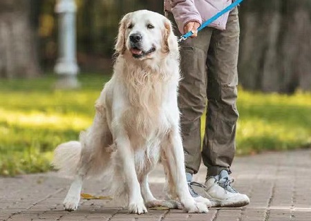 狗脖子溃烂化脓怎么办？