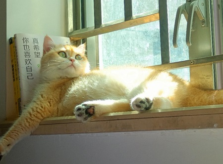 长期给猫吃鸡胸肉好吗？