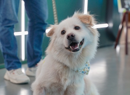 小狗又吐又拉吃什么药？