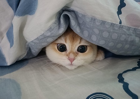 猫肚子大怎么判断是胖还是腹水？