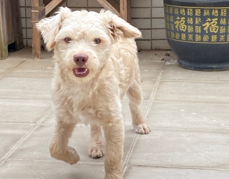 小狗肚子大鼓鼓的怎么回事？