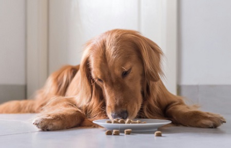 狗狗拉稀能吃蒙脱石散吗？