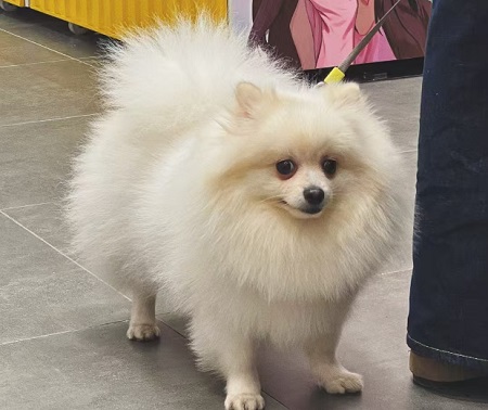 狗感冒流鼻涕用什么药狗专用的？