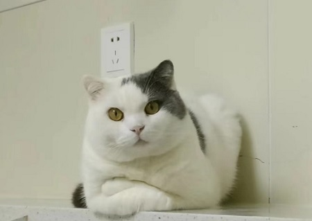 2个月小猫洗澡了没事吧？