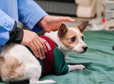 狗怀孕几个月生小狗？