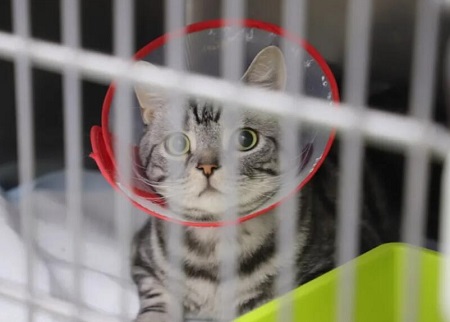 猫内驱外驱多久一次？