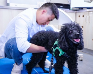 狗狗眼角长肉疙瘩用什么药？