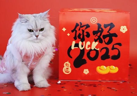 小猫眼睛一直流泪怎么回事？