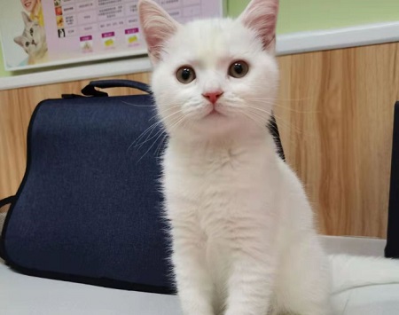 猫拉血能自愈吗？