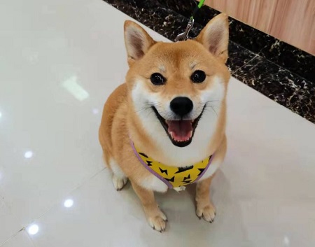 狗狗眼睛发红是怎么回事？